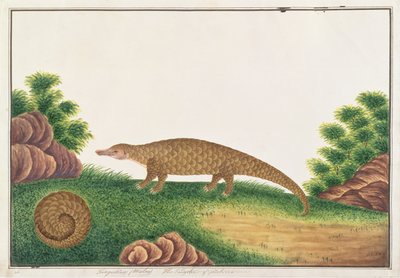 Sunda Pangolin, from Drawings of Animals, Insects and Reptiles from Malacca by Chinese School